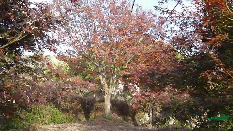 15公分以上日本紅楓出售（最新圖片）