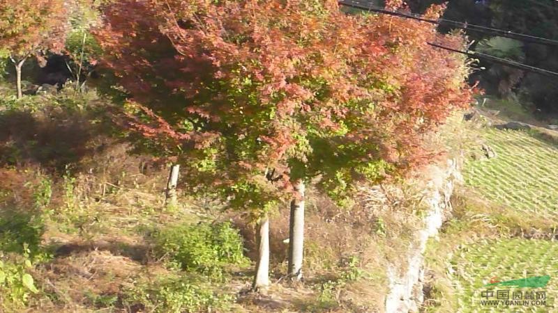 15公分以上日本紅楓出售（最新圖片）