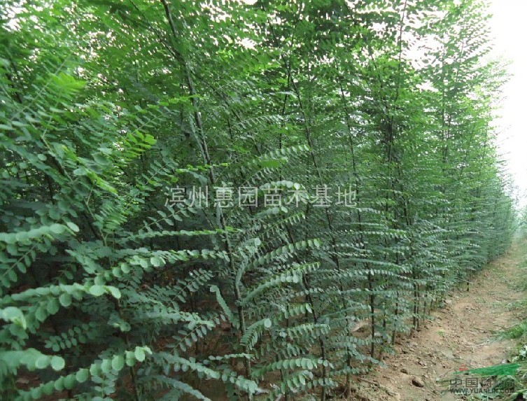 山東國(guó)槐參考價(jià)格/山東國(guó)槐價(jià)格