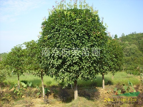 南京湯泉桂花基地發(fā)布最新桂花價格叢生桂花價格信息 