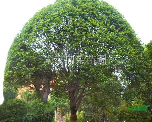 南京湯泉桂花基地發(fā)布最新桂花價格叢生桂花價格信息 