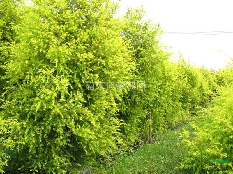 南京湯泉龍柏基地提供龍柏價(jià)格 龍柏小苗價(jià)格1米龍柏價(jià)格