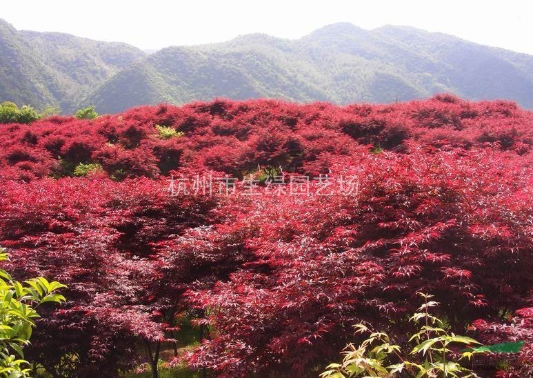 浙江蕭山最新供應紅楓