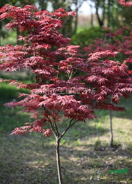浙江蕭山最新供應紅楓
