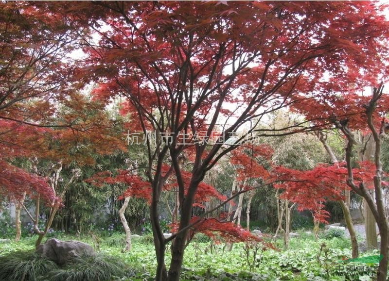 浙江蕭山最新供應紅楓