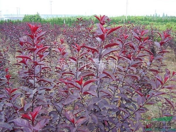 南京湯泉苗圃綠化基地紅葉李價格 4公分-8公分紅葉李價格表
