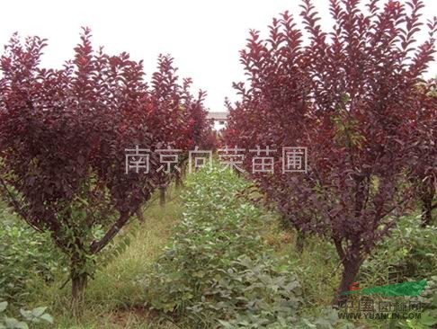 南京湯泉苗圃綠化基地紅葉李價格 4公分-8公分紅葉李價格表
