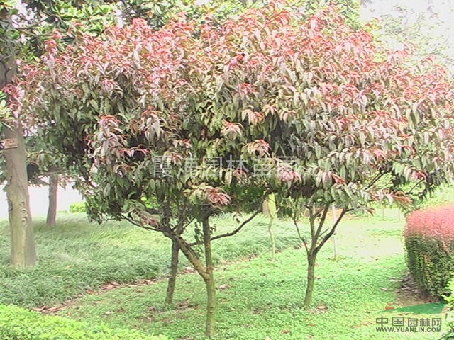 江蘇南京紅葉李出售價格 紫葉李銷售行情 紫葉李產(chǎn)地批發(fā)報價