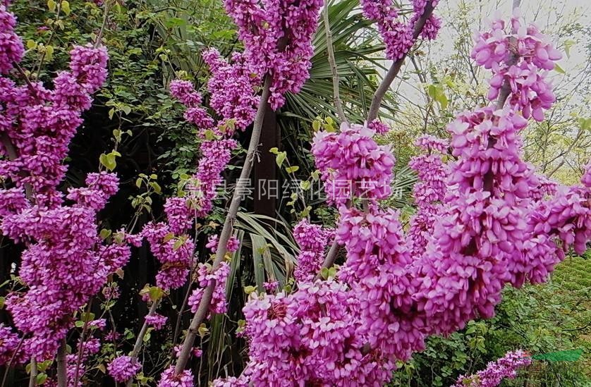 紫荊、獨桿紫荊、叢生紫荊 別名滿條紅、蘇芳花、紫株、籮筐樹