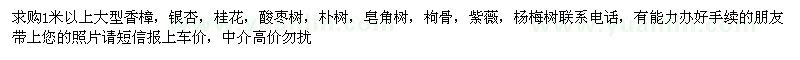 求購1米以上大型香樟 銀杏 桂花 酸棗樹等