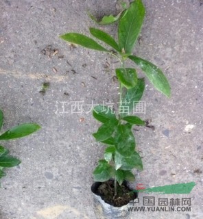 低價(jià)供應(yīng)小葉楨楠杯苗20公分以上