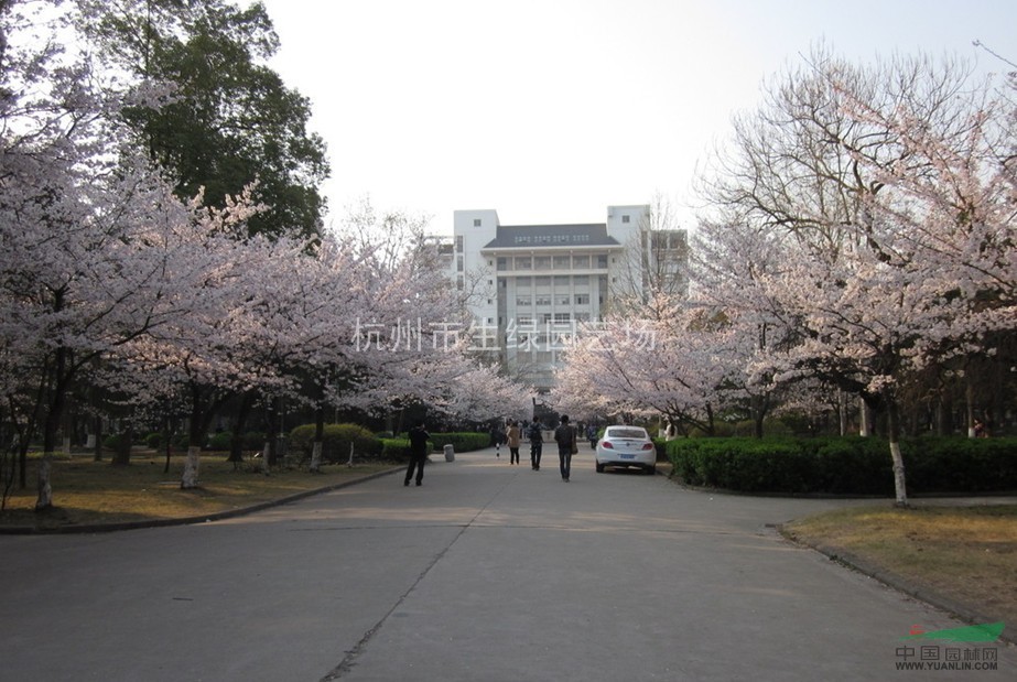 蕭山地區(qū)最新供應櫻花