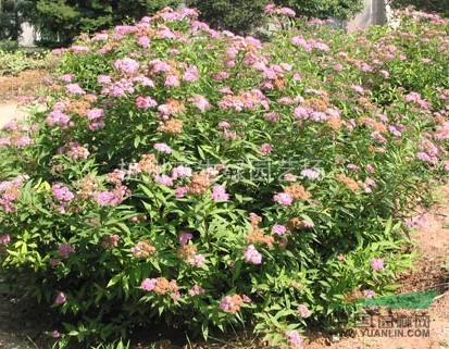 浙江蕭山地區(qū)最新供應(yīng)繡線菊