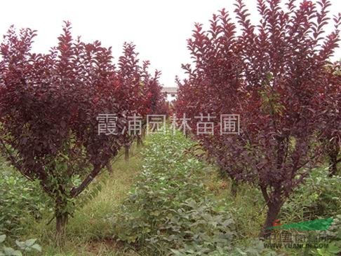 8公分紅葉李價格 4公分紅葉李價格 6公分紅葉李價格詳情
