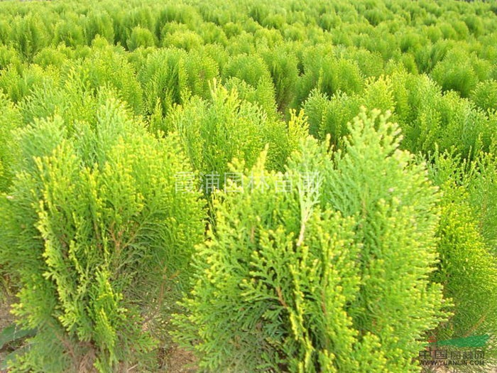 江蘇龍柏適應(yīng)強(qiáng) 龍柏樹苗成活率高 江蘇哪里龍柏價(jià)格更便宜