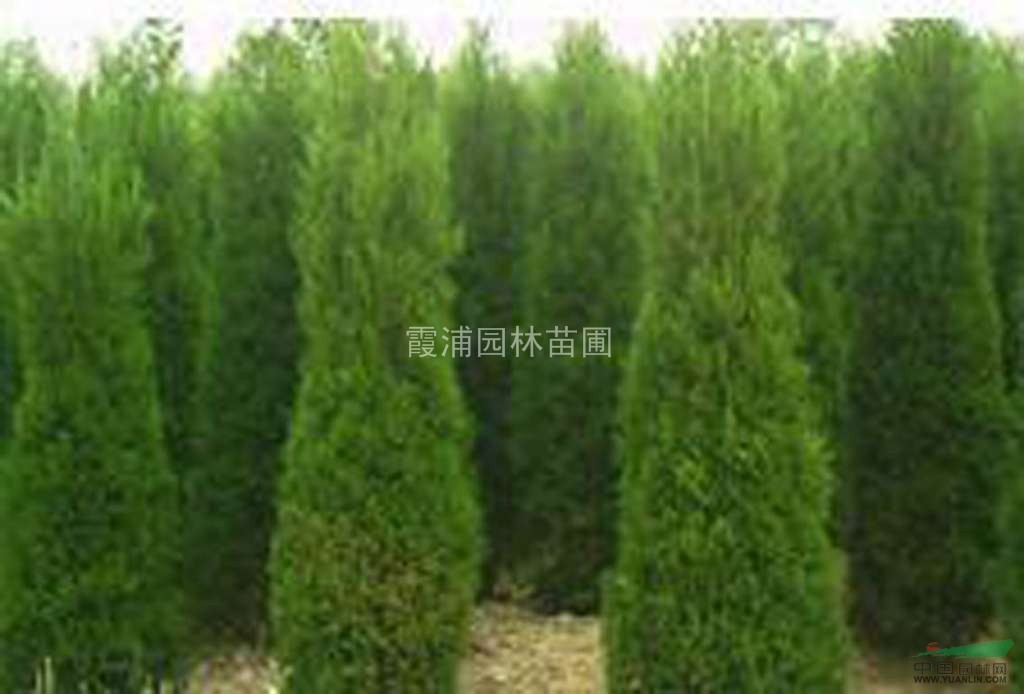 江蘇1米5龍柏價格是多少？南京35公分龍柏小苗多少錢一棵？