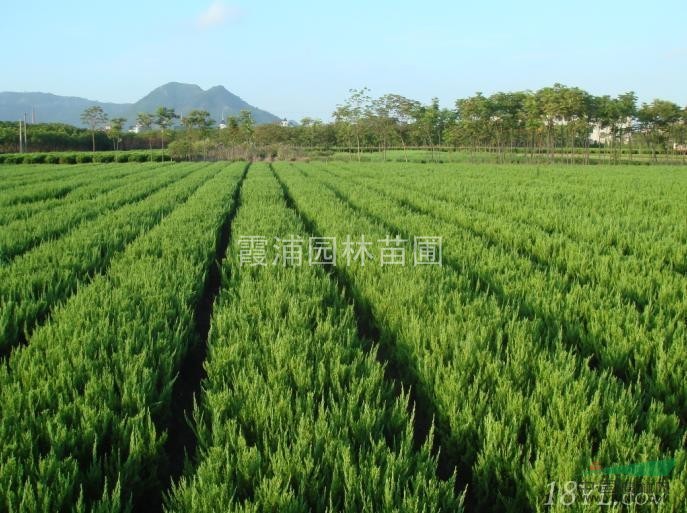江蘇1米5龍柏價格是多少？南京35公分龍柏小苗多少錢一棵？