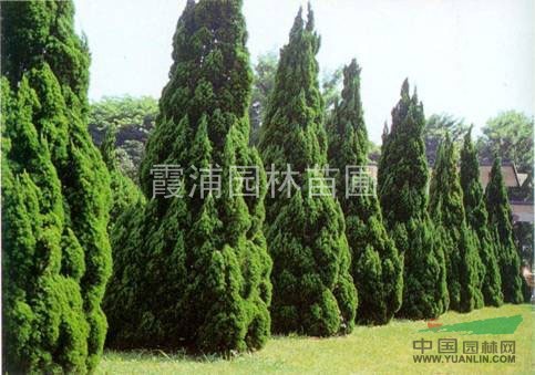 2013年龍柏價(jià)格 江蘇龍柏價(jià)格 龍柏小苗價(jià)格最低報(bào)價(jià)