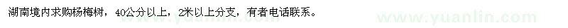 求購楊梅樹