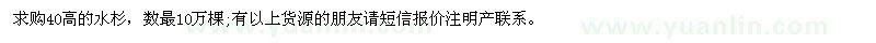 求購40高的水杉