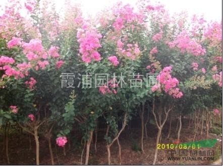 最新8公分紅花紫薇價格 江蘇紫薇價格 紫薇小苗價格漲跌詳情