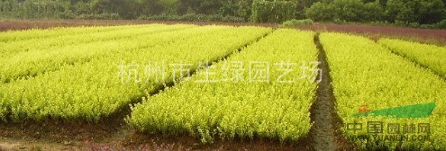 金葉女貞/蕭山金葉女貞
