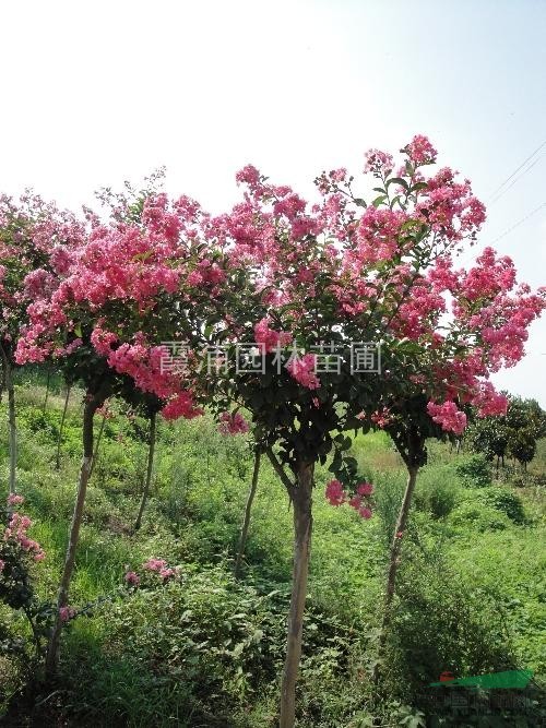 紫薇價(jià)格，紫薇最新價(jià)格，紫薇基地優(yōu)價(jià)直銷紅花紫薇 樹形優(yōu)美