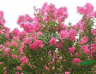 紫薇價(jià)格，紫薇最新價(jià)格，紫薇基地優(yōu)價(jià)直銷紅花紫薇 樹形優(yōu)美