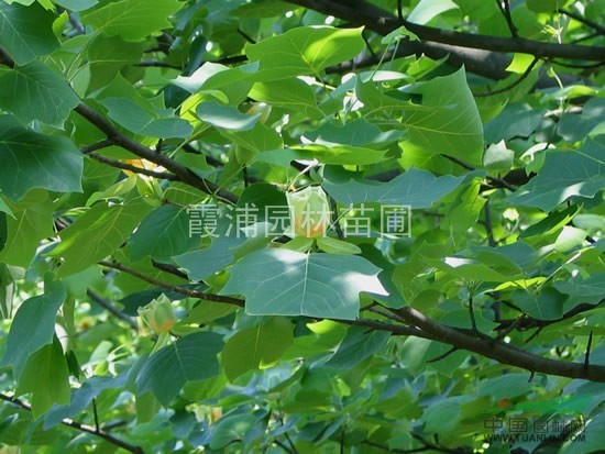 江蘇南京馬褂木出售價格 鵝掌楸價格銷售行情 鵝掌楸產(chǎn)地批發(fā)價