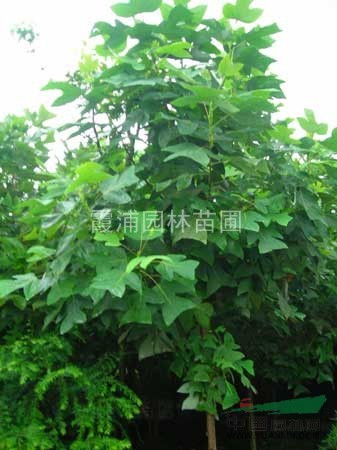 江蘇馬褂木小苗價格平臺 5公分8公分馬褂木價詳細供應(yīng)表