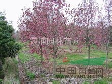 10公分紅玉蘭價格 8公分紅玉蘭價格 4公分紫玉蘭價格最低
