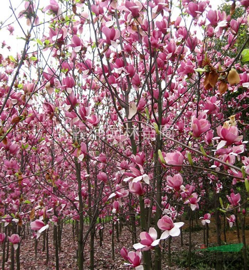 精品紅玉蘭價(jià)格，南京紅玉蘭價(jià)格，最新紅葉李直銷價(jià)格報(bào)價(jià)