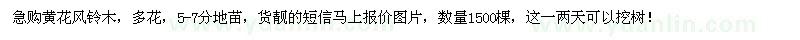 求購急黃花風(fēng)鈴木1500棵