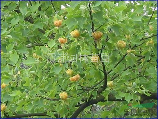 最新南京馬褂木市場特惠價(jià)銷售，15公分馬褂木價(jià)格，鵝掌楸樹