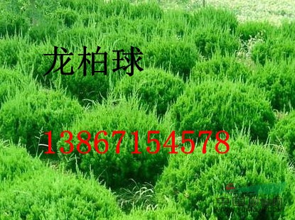 大量供應桂花，