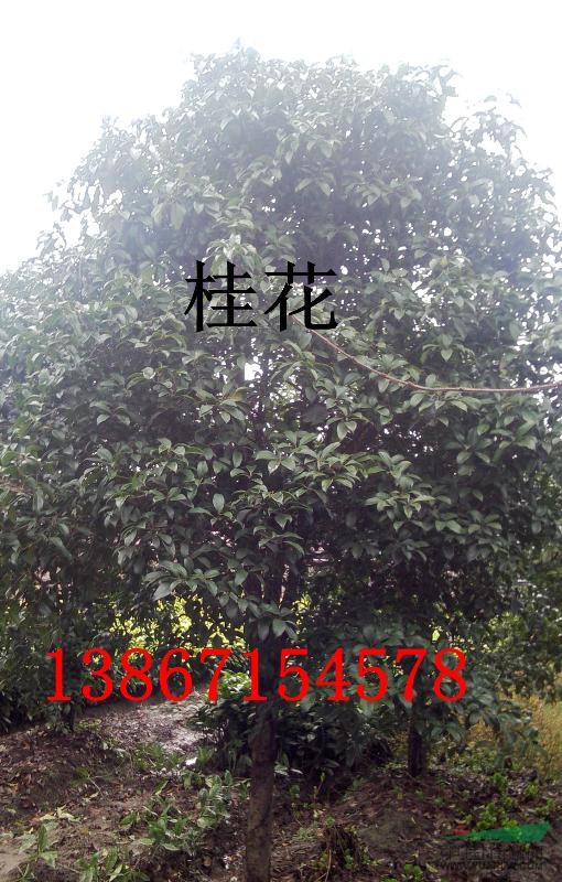 大量供應桂花，