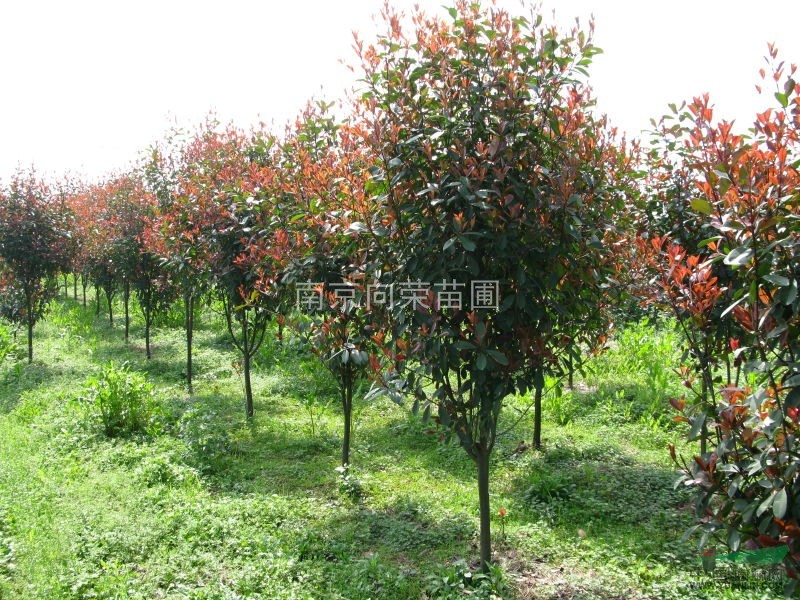 4公分-5公分-6公分紅葉石楠價格，紅葉石楠產(chǎn)地直銷報價表
