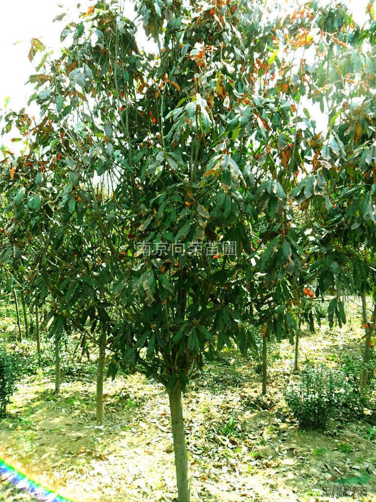 4公分-5公分-6公分紅葉石楠價格，紅葉石楠產(chǎn)地直銷報價表
