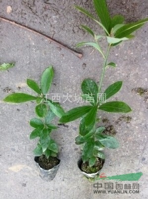 四川優(yōu)質(zhì)楠木杯苗20公分高，低價(jià)供應(yīng)