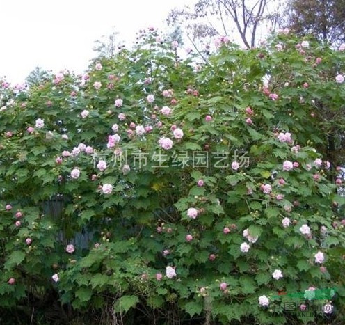 木芙蓉/蕭山最新供應(yīng)木芙蓉