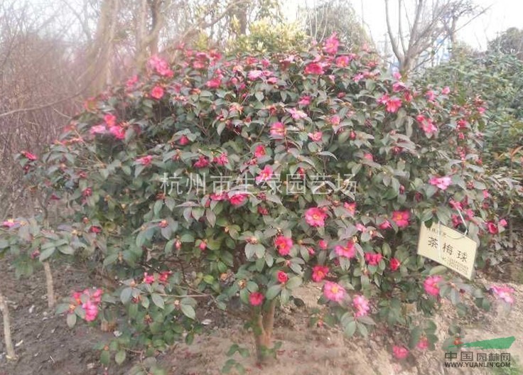 茶梅球/蕭山最新供應(yīng)茶梅球