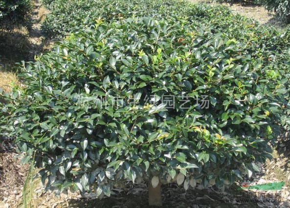 茶梅球/蕭山最新供應(yīng)茶梅球