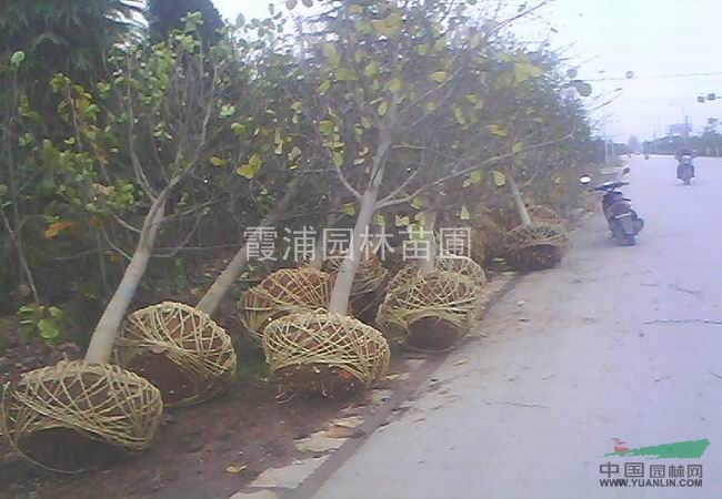 精品白玉蘭價(jià)格，南京白玉蘭價(jià)格，白玉蘭價(jià)格直銷(xiāo)最低報(bào)價(jià) 
