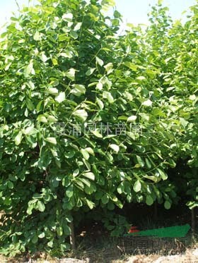 5公分白玉蘭價(jià)格 最新白玉蘭價(jià)格走勢(shì)怎樣？?jī)?yōu)質(zhì)白玉蘭價(jià)格