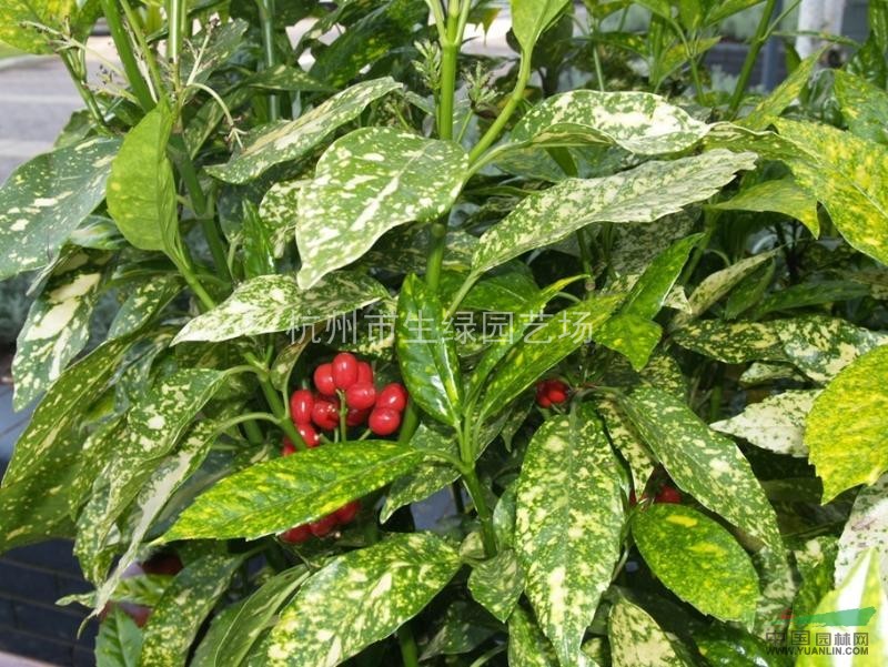 桃葉珊瑚/蕭山最新供應(yīng)桃葉珊瑚