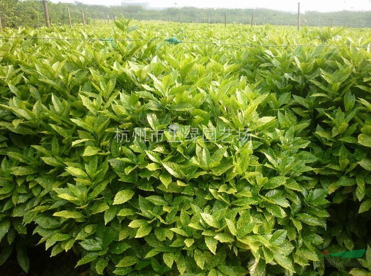 桃葉珊瑚/蕭山最新供應(yīng)桃葉珊瑚
