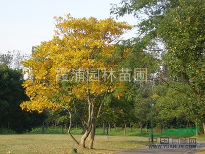 江蘇最新無(wú)患子價(jià)格資訊 南京湯泉苗圃基地銷(xiāo)售中心