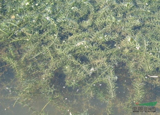 各种水生植物 轮叶黑藻/浙江轮叶黑藻图片