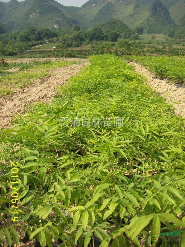 最新優(yōu)質(zhì)5公分無患子價格 12公分無患子價格 無患子價格表
