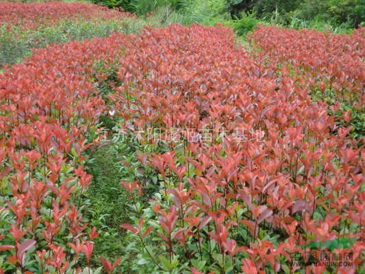 紅葉石楠，大量！